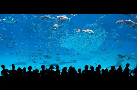 Wallpaper : blue, fish, silhouette, Japan, aquarium, shark, 
