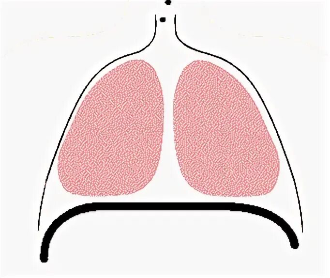 Lungs Animated Gif - ClipArt Best