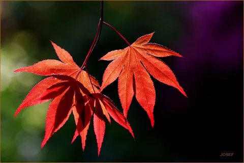 Pictures of a japanese maple leaf