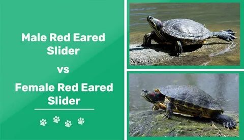 Male vs Female Red Eared Slider Turtle: Telling the Gender (