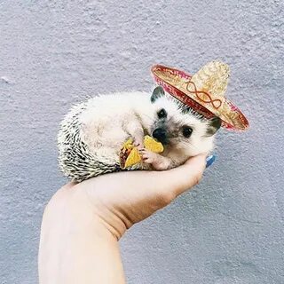 Lionel and Lilo Are Two Instagram Hedgehogs Who Love Travel 