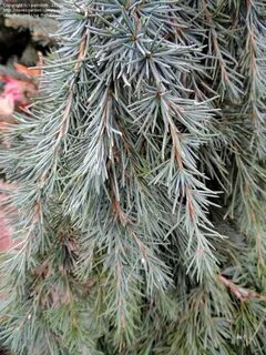 PlantFiles Pictures: Deodar Cedar 'Feeling Blue' (Cedrus deo