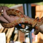 On Our Minds - Snake Handling To the best of our KNOWLEDGE