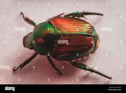 Show me pictures of japanese beetles