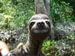Do not get a sloth wet... Funny animal facts, Sloth meme, Sl