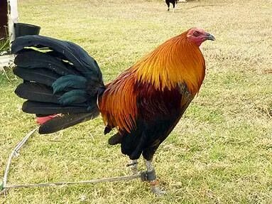 Velcro Hatch Criadero Pata Negra Rooster breeds, Game fowl, 