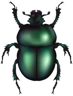 beetle clipart - Clip Art Library