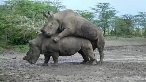 Rhino Porno Sex Pictures Pass