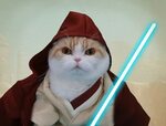 Top 105 Star Wars Cat Names for Your Jedi Cats - PetPress