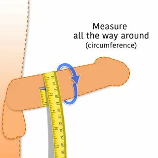 What is the diameter of a penis Average Penis Size: What Is 