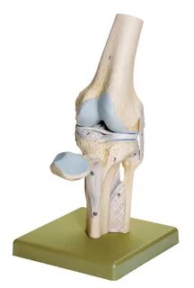 Kniegelenk Gelenke Untere Extremitäten Extremitäten Anatomis