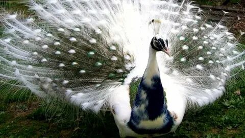 3 Amazing Indian Peacock Dance peafowls Scoop of the day - Y