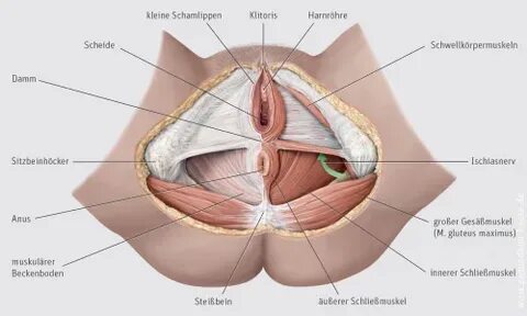 Anatomie Des Weiblichen Beckens