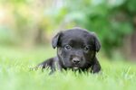 660+ Puppy HD Wallpapers and Backgrounds