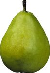 Pears PNG Image - PurePNG Free transparent CC0 PNG Image Lib