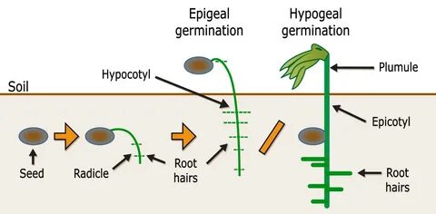 Types of Germination of Seeds with Diagram