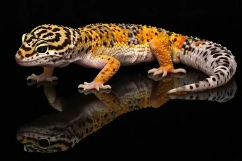 How Long Are Leopard Geckos - Disa