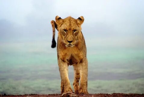 File:Lion's look (Unsplash).jpg - Wikimedia Commons