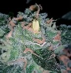 What Causes Bananas ("Nanners") on Cannabis Buds? Grow Weed 