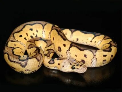 Clown Pastel - Morph List - World of Ball Pythons