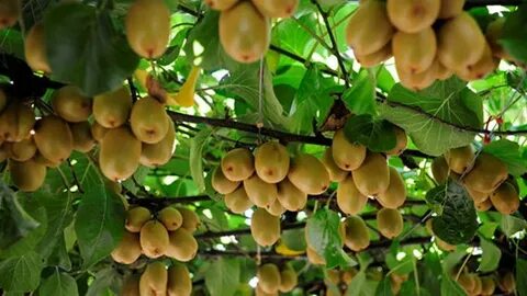 15 Best Climbing Plants For Your Pergola And Arbor Kiwi frui