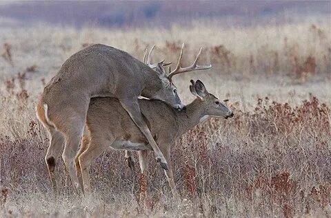 Deer hunting erotic story