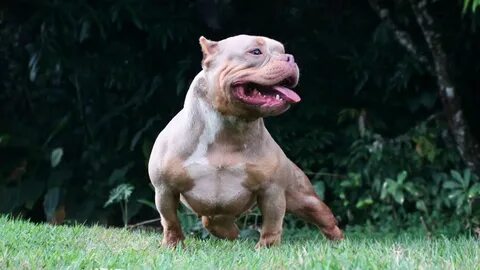 AMERICAN BULLY FÊMEA MICRO TRICOLOR LILAC SUNSHINE - YouTube