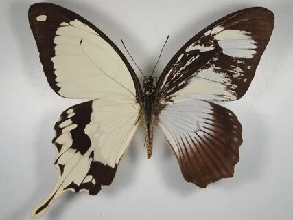 Asymmetric butterflies Butterfly wings, Beautiful butterflie