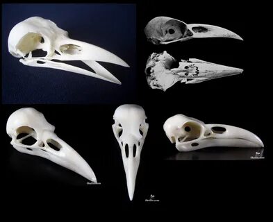 Skull reference, Skulls drawing, Bird skull