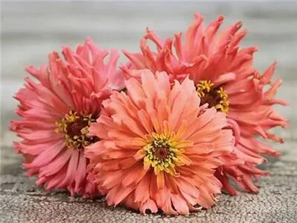 Zinnia 'Pink Senorita' Seeds Zinnia Elegans Seed Etsy