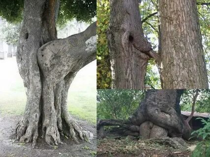 Funny tree Puns