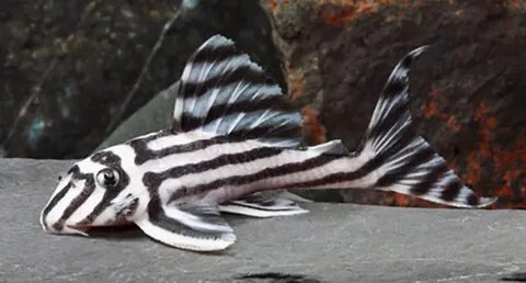 A Smuggler's Favorite, the Zebra Pleco "L46" Receives CITES 