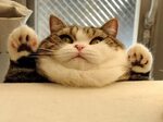 Jabba the Hutt fat cat Blank Template - Imgflip