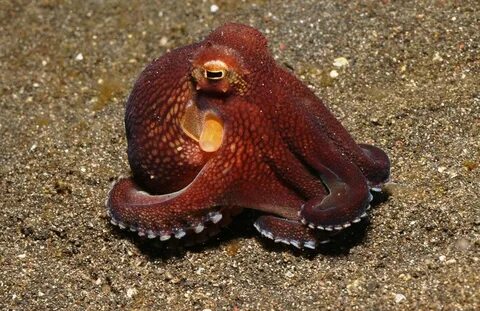 Pin by Катерина on Осьминог Coconut octopus, Octopus, Baby t