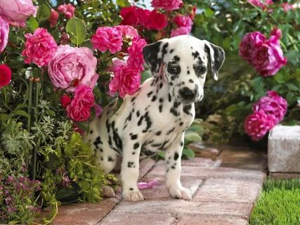 Скачать обои цветы, щенок, далматин, flowers, puppy разрешен