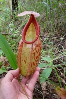 File:Nepenthes holdenii.jpg - Wikimedia Commons