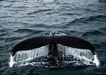 HD wallpaper: whale, tail, ocean, mammals, sea, iceland, wat