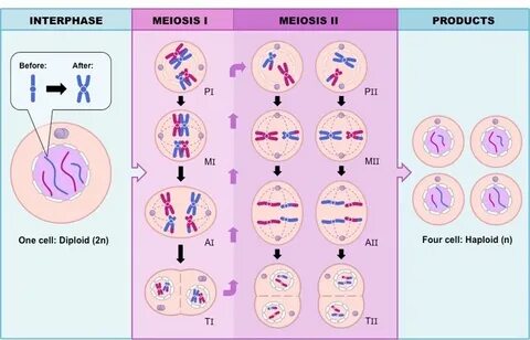 Drawing Meiosis BioNinja