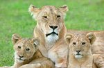 √ Lioness And Cubs Photography - Alumn Photograph