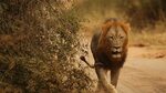 Villagers warned as four lions escape from Kruger park in So