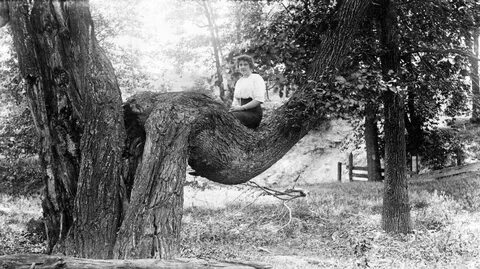 Inexplicable Found Photographs of Women in Trees