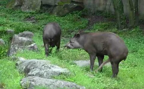 SMH: Male Tapir Can't Have Sex! Video