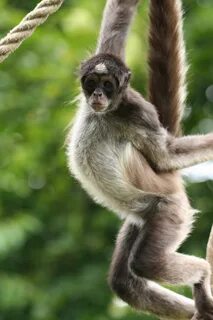 Picture Spider Monkey on Animal Picture Society