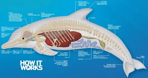 The anatomy of a dolphin - How It Works