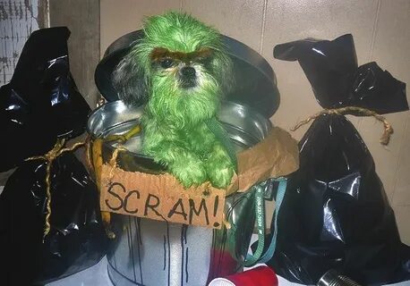 Oscar the Grouch Dog Costume Pet costumes, Diy pet costumes,