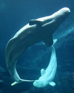 Les Petites Choses Ocean creatures, Beluga whale, Whale