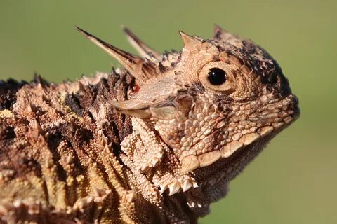 Operation horned lizard: Saving a Texas icon Dallas ZooHoo!