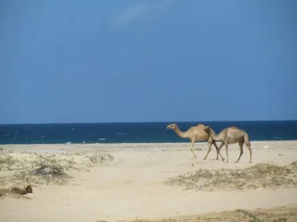 You’re always fine in Berbera - Joey Goes Global