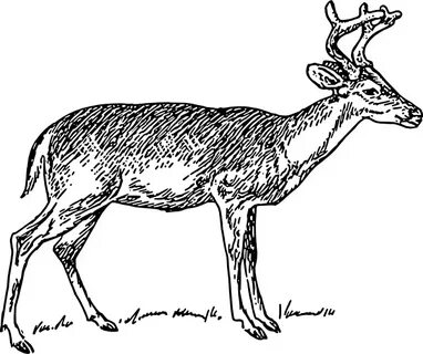 Drawing clipart deer - Pencil and in color drawing clipart d