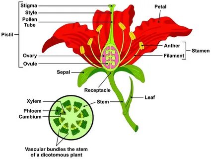 Parts of a Flower and Plant and Their Functions (8 Diagrams: